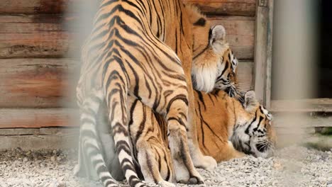 the process of mating in a family of lions. the mating season of wild cats