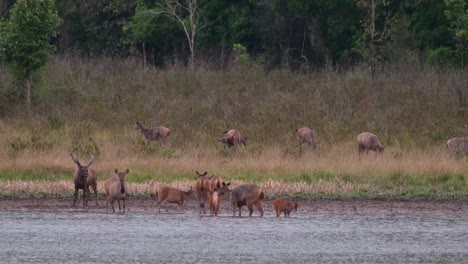 herd in the water and on the grass as they all are paying attention to predators, a male at the background moves to the right, sambar deer, rusa unicolor, phu khiao wildlife sanctuary, thailand.