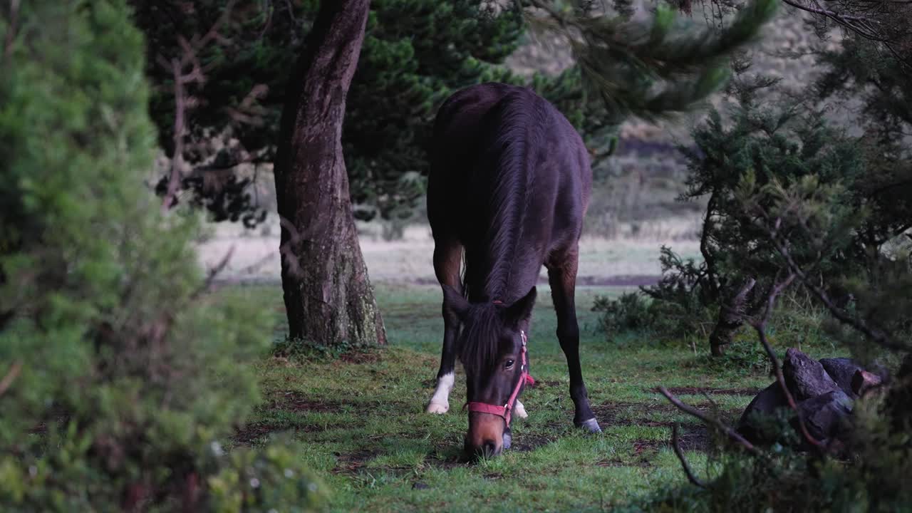hermoso caballo comiendo en un bosque de pinos