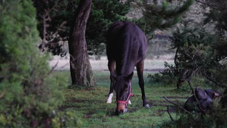 beautiful horse eating in a pine forest