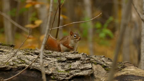 Ardilla-Roja-Sola-En-El-Bosque-Durante-El-Otoño---Sciurus-Vulgaris-En-El-Este-De-Canadá---Enfoque-Selectivo