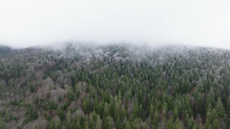 snowy green forest in bucegi mountains, romania