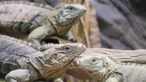 lively enclosure with three iguanas and lizards basking on a branch lively enclosure with three iguanas and lizards basking on a branch