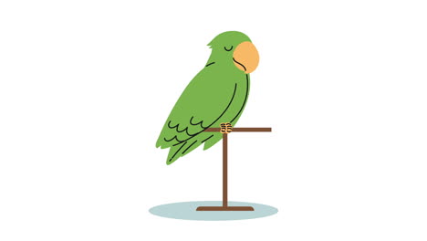 cute parrot animal character animation