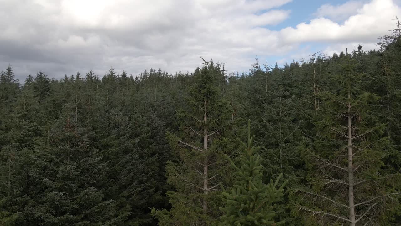 無人機拍攝愛爾蘭森林的樹冠