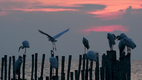 The-Great-Egret,-also-known-as-the-Common-Egret-or-the-Large-Egret