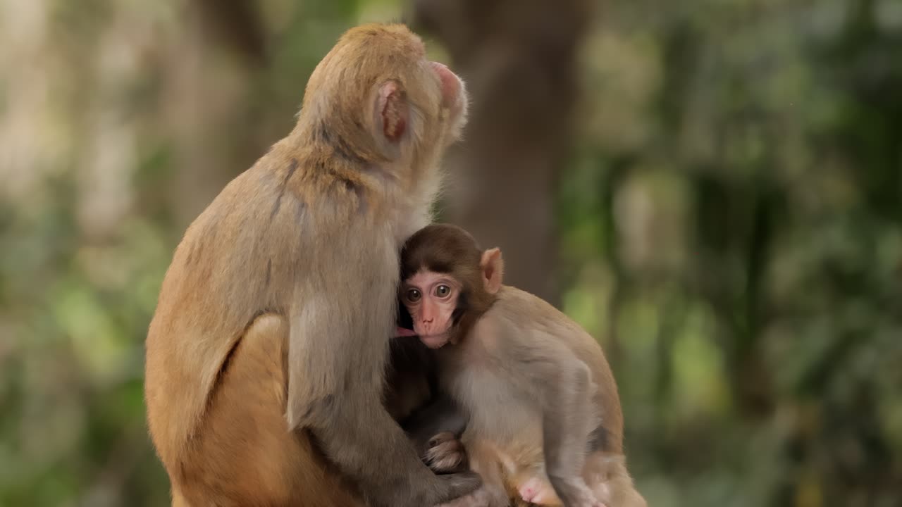 Macaques in nature. Macaques constitute a genus (Macaca) of gregarious monkeys. Macaques are found in a variety of habitats throughout the Asian continent and are highly adaptable
