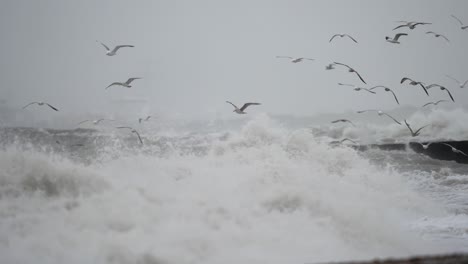 stormy sea with gulls