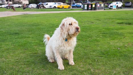 dog sitting on grass near parked cars