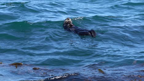 sea otter finishing up a tasty meal