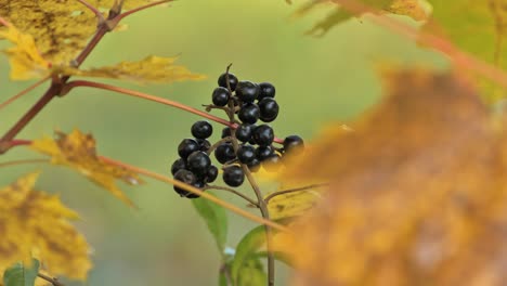 close-up of black berries surrounded by golden autumn leaves in morning light.