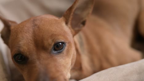 close-up view of small brown dog sitting and relaxed in a wicker basket