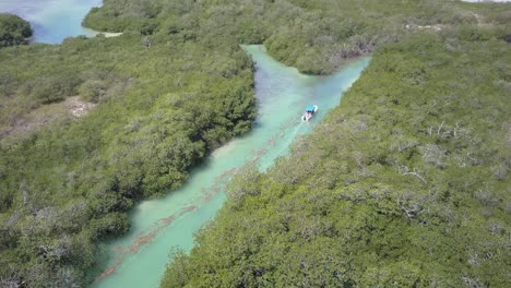 tour boat takes tourists into mangrove lagoon in sian ka'an, mexico