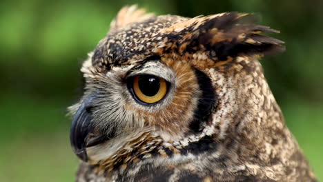 close-up of the face of a great horned owl