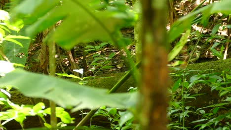 tropical bird searching for food on a rainforest floor. flycatcher looking for food on a fallen tree trunk in costa rica rainforest.