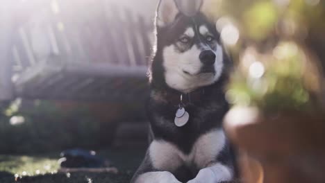 Husky-Está-Esperando-A-Su-Dueño