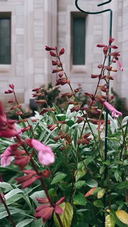 close-up of colorful flowers in a garden