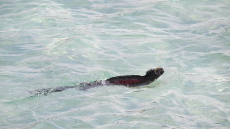 christmas marine iguana swimming in water in the galapagos