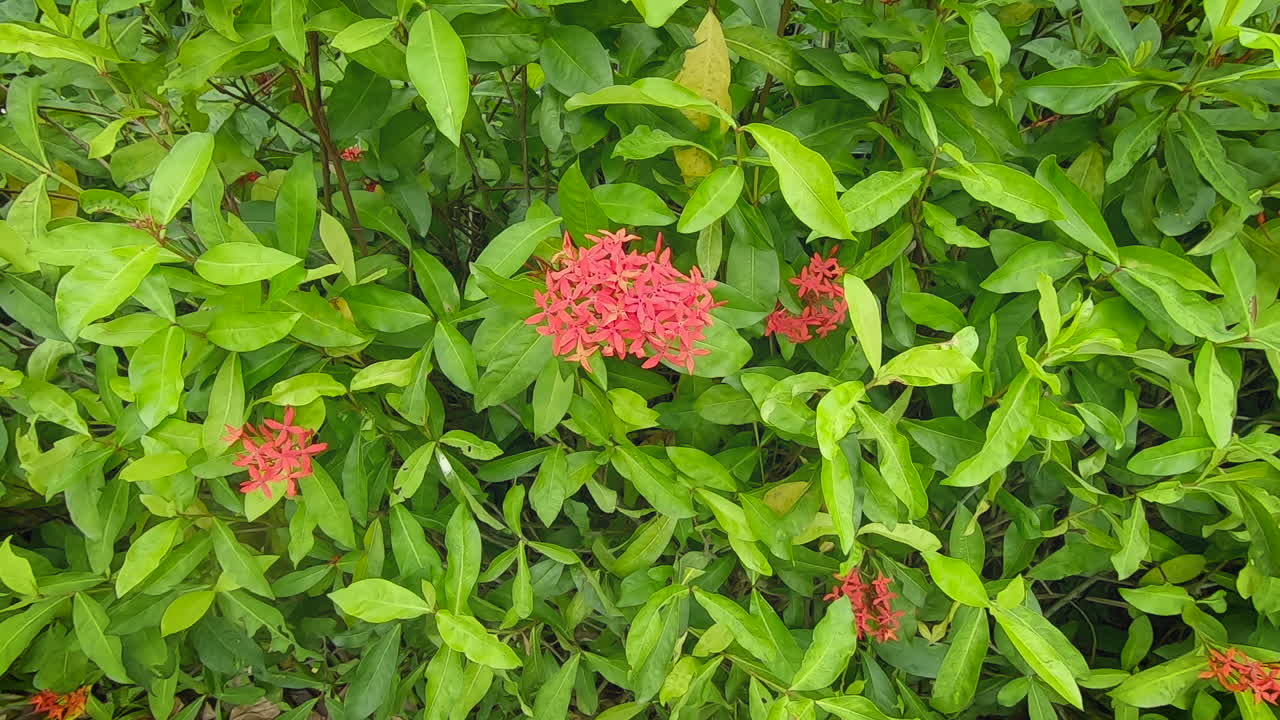 flor roja ixora en un jardín