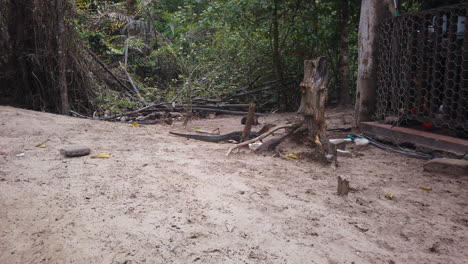 Large-monitor-lizard-in-captivity-in-Borneo-rainforest