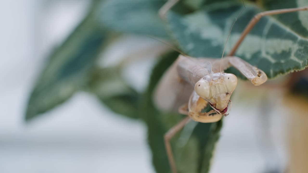 mantis religiosa comiendo en la hoja de la planta