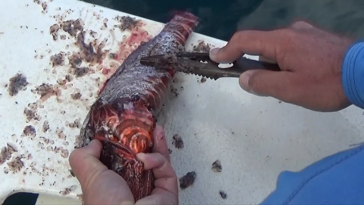 preparando pez león para la cena