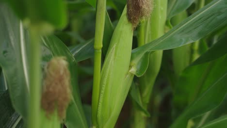 pan shot of head of corn on corn stock in corn field