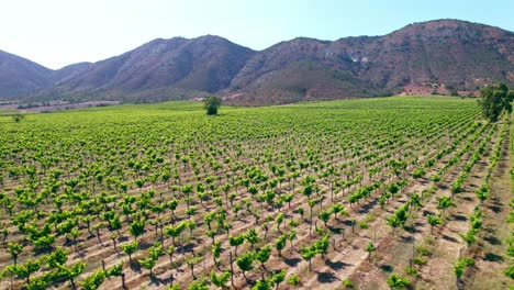 Drone-Aéreo-Sobre-Viñedos,-Valle-De-Casablanca,-Región-Chilena,-Varietales-De-Uva-Paisaje-De-Viticultura-Verde