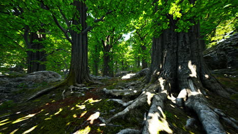 Raíces-De-árboles-Y-Sol-En-Un-Bosque-Verde