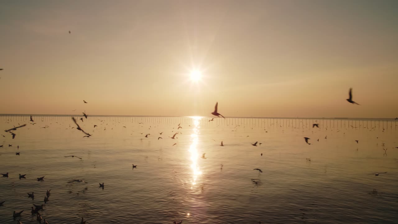 바다의 일몰과 아름다운 황금빛 빛이 날 때 갈매기의 모습