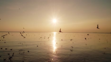 view of the seagull flying when the sunset on the sea and beautiful golden light