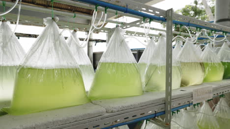 plankton culture system for fish