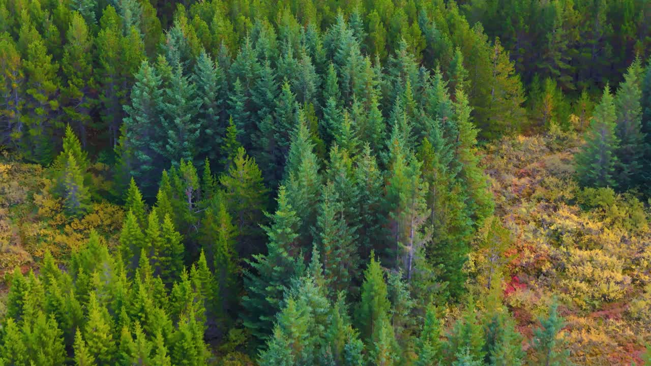 Aerial view of towering coniferous tree in Icelandic forest landscape