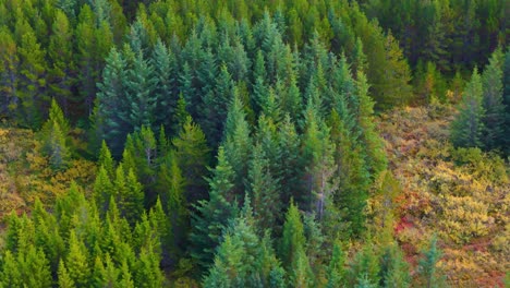 aerial view of towering coniferous tree in icelandic forest landscape