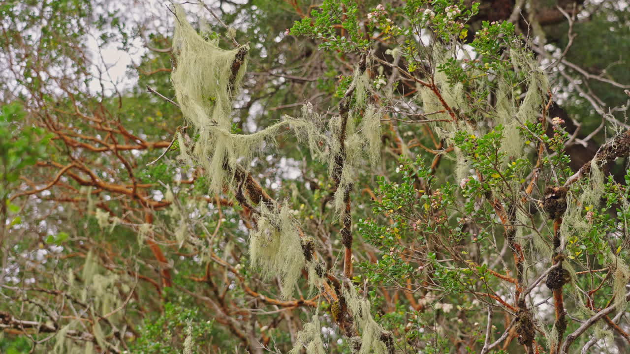 Líquen Pendurado em Galhos de Árvore em uma Floresta