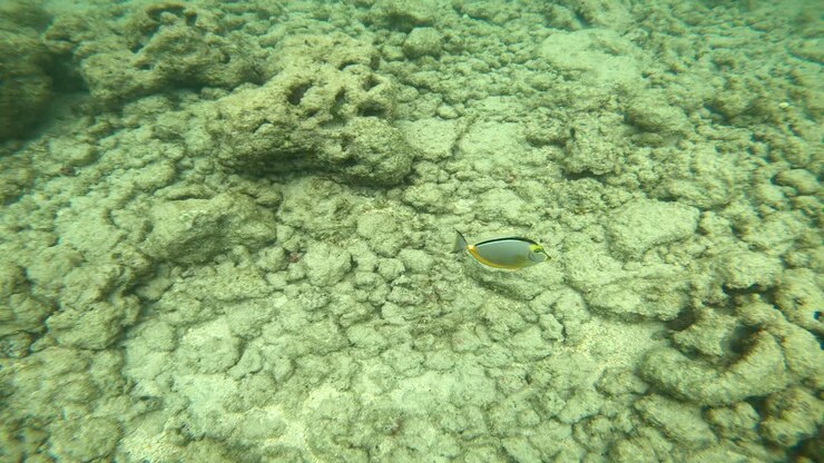 Naso tang biondo a Hanauma Bay, pesce di barriera corallina salata hawaiano.
