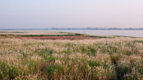 aerial drone footage flying over plants on the mekong shore near phnom penh in cambodia