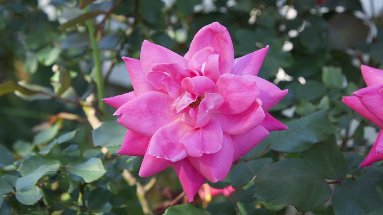 una sola rosa rosa floreciendo en un arbusto en la brillante luz del sol de una tarde de primavera