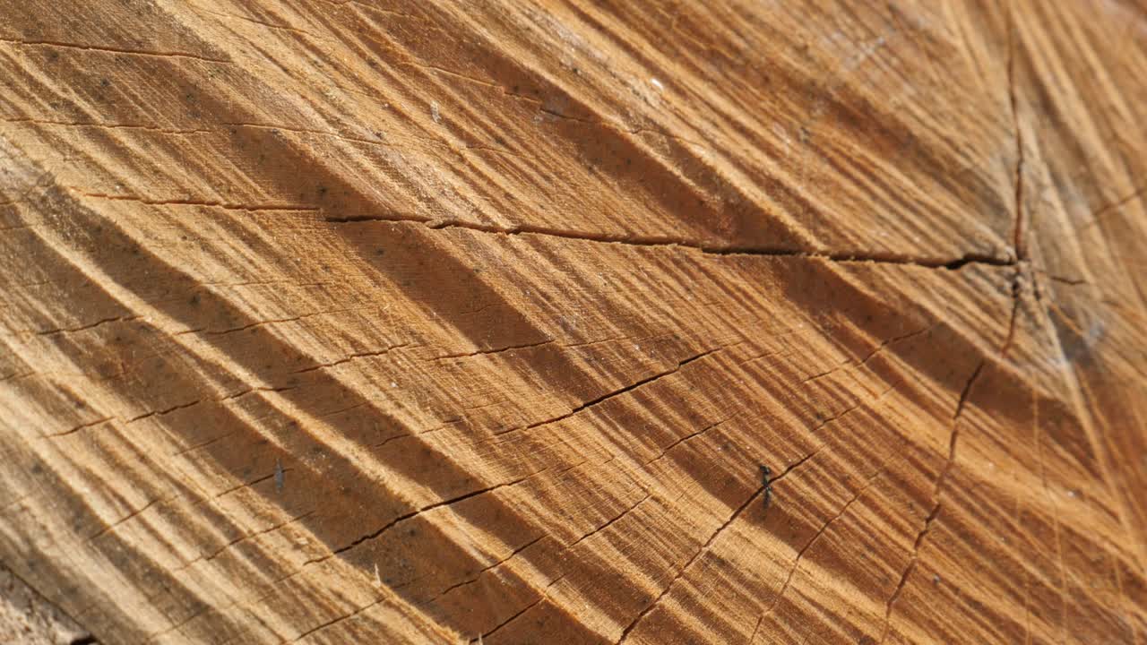 나무 어리를 어 만든 연료 텍스처 느린 팬 4k 2160p 30fps 울트라하드 영상 - 연간 반지와 함께 나무 단 절단에 있는 균열의 클로즈업 3840x2160