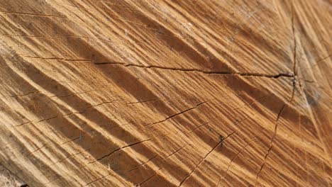 textura de leña hecha con la división de maul de troncos de árboles pan lento 4k 2160p 30fps imágenes ultrahd - primer plano de las grietas en la sección transversal de madera con anillos anuales 3840x2160 video de panorámica uhd