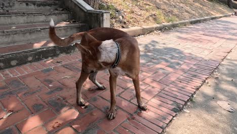 a brown dog walks and sniffs along a path.