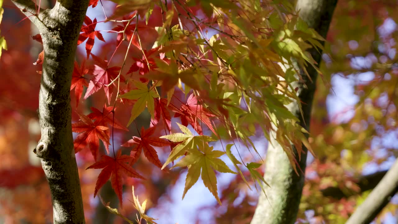 바람에 흔들리는 활기찬 가을 색의 메이플 잎의 놀라운 근접 시각