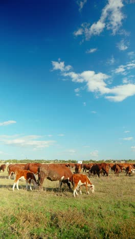 a peaceful rural scene with cows grazing in a green meadow under a blue sky