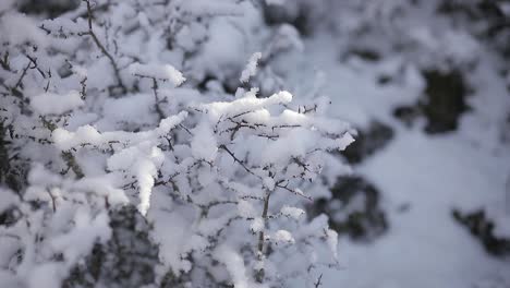 tree twigs with snow in winter forest