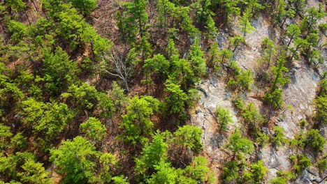 aerial drone video footage of rare, pitch pine conifers on the shawangunk ridge in new york state’s hudson valley