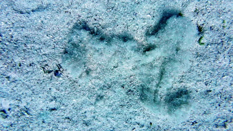 synodus saurus, also known as the lizardfish, lies motionless on the ocean floor before darting through the sand