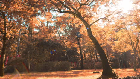 beautiful lens flare coming through the orange leaves of a big tree in the autumn season in kyoto, japan soft lighting