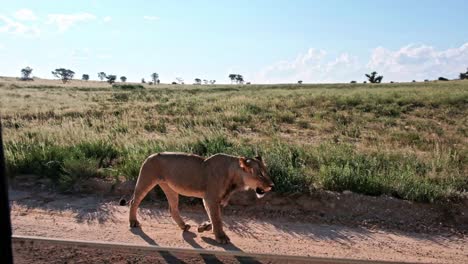 lion walks past a safari vehicle at close range