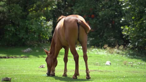 caballo pastando hierba en la pradera de montaña al amanecer, fondo pacífico del país