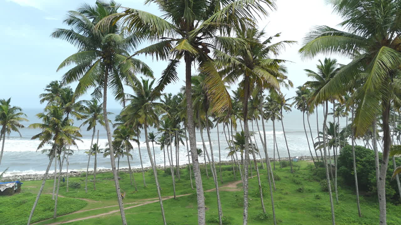 Tropical white sand beach with coconut palm tree